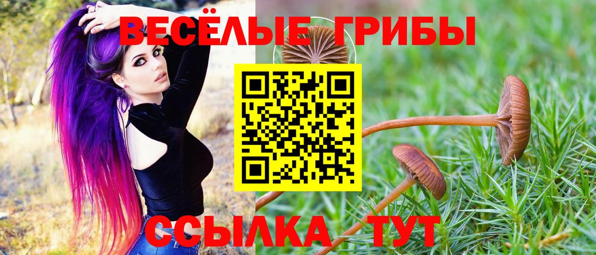 Псилоцибиновые грибы Psilocybe Крымск